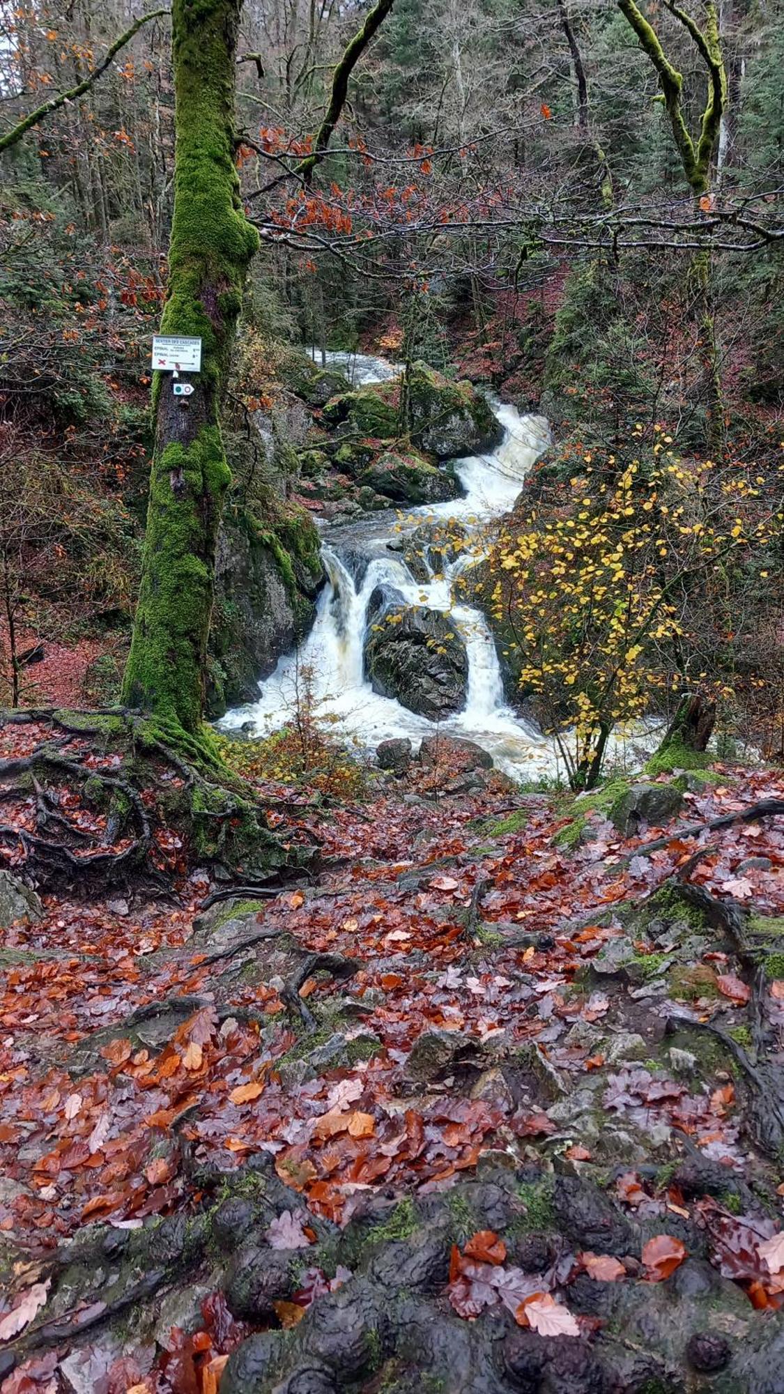 Chez Gigi Et Malou - Gite Brimbelle Champ-le-Duc Buitenkant foto
